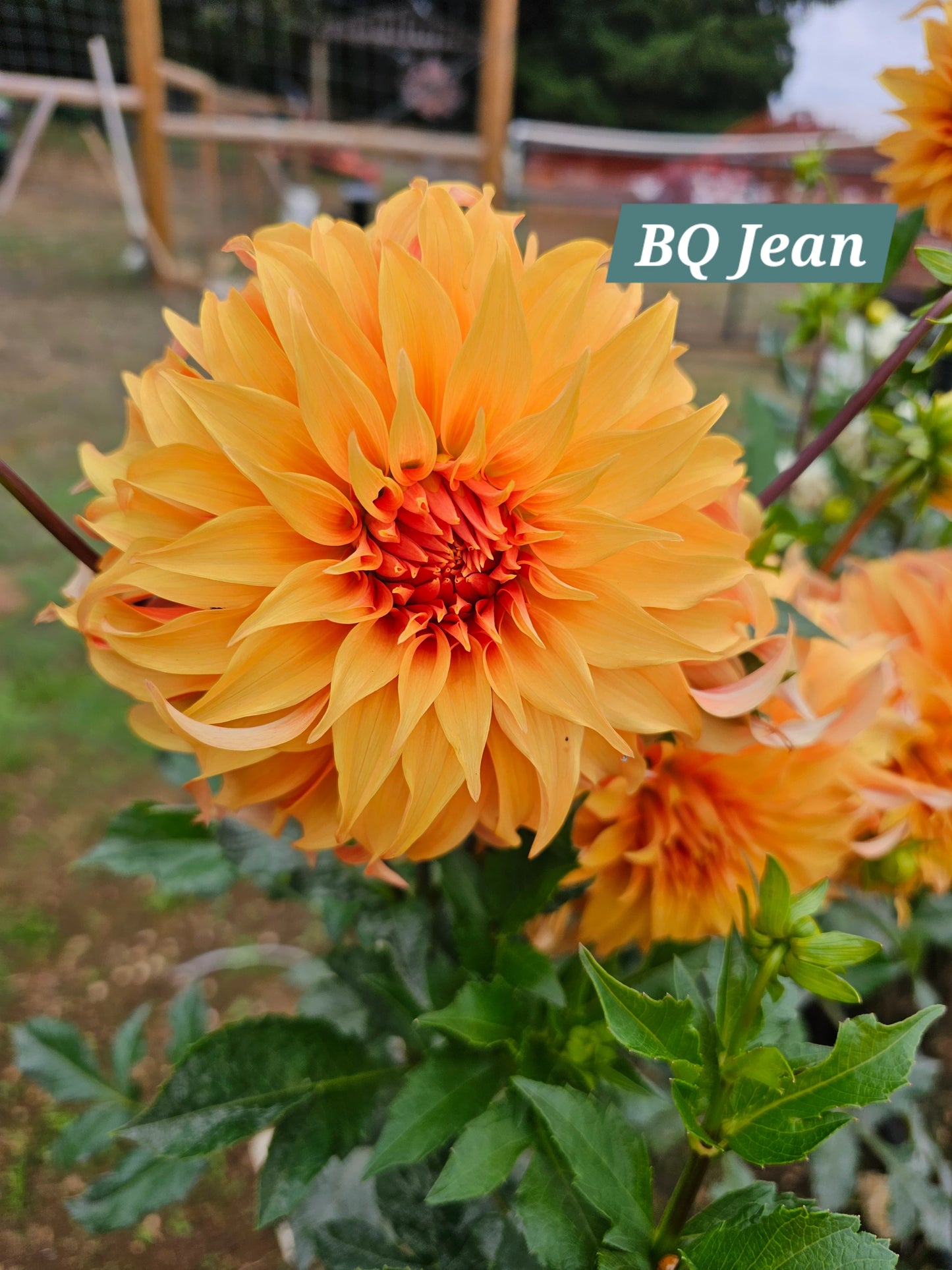 Bloomquist Jean
