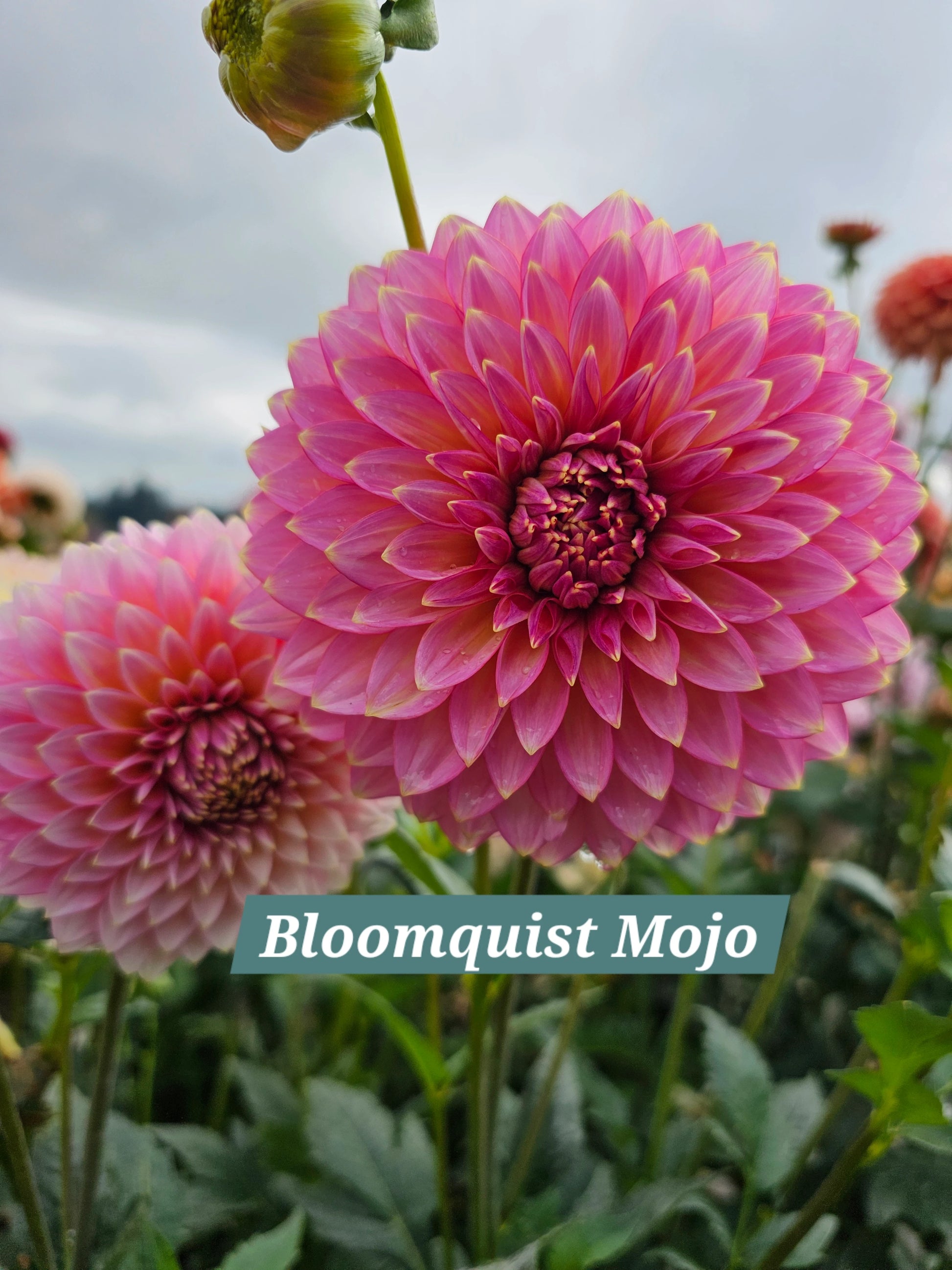 Bloomquist Mojo