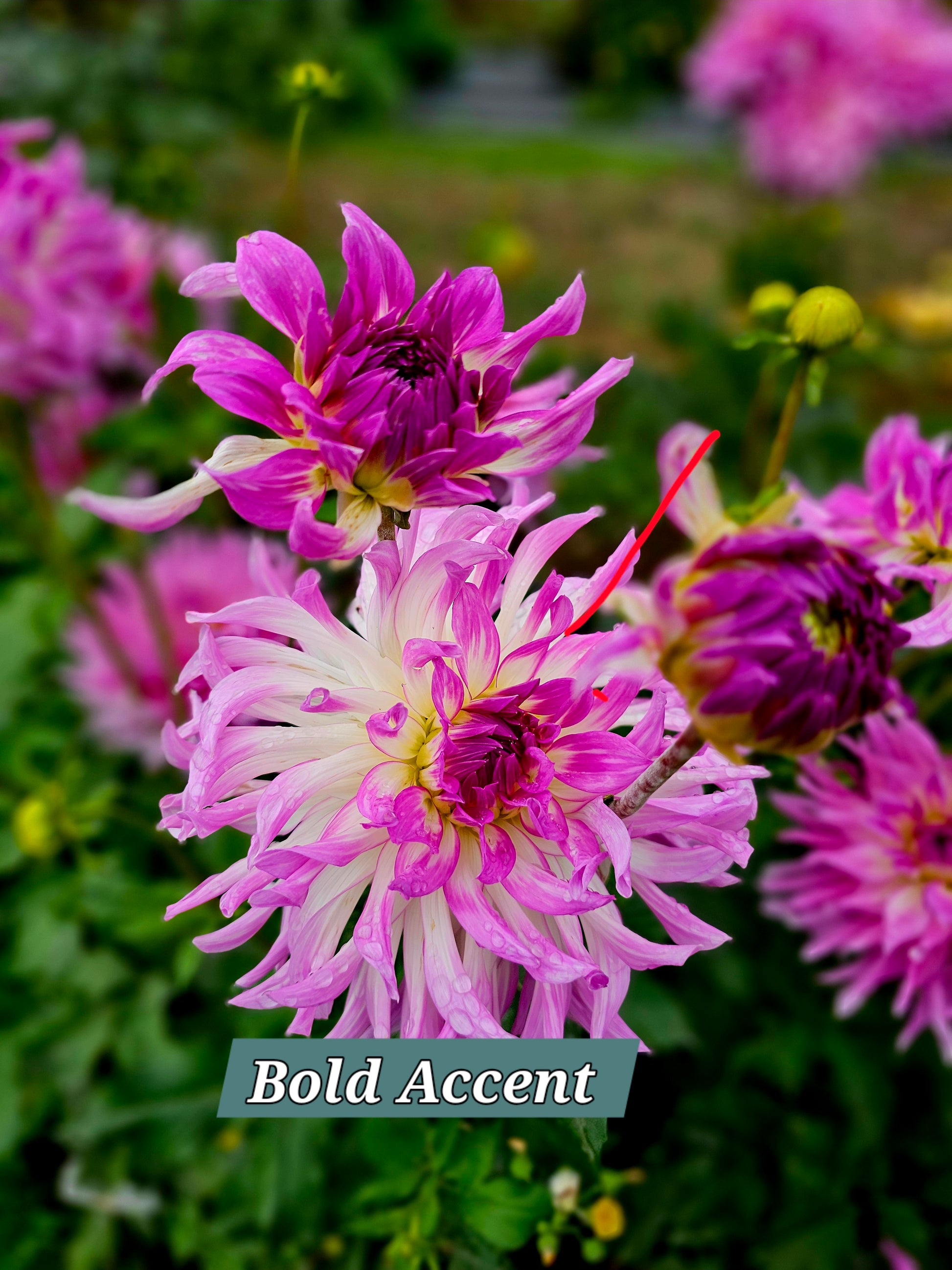 Bold Accent