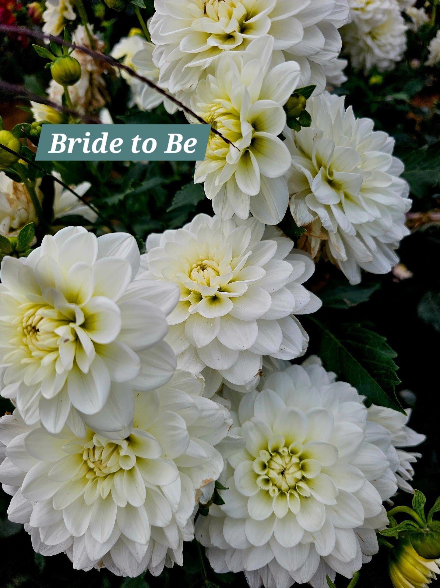 Bride to Be