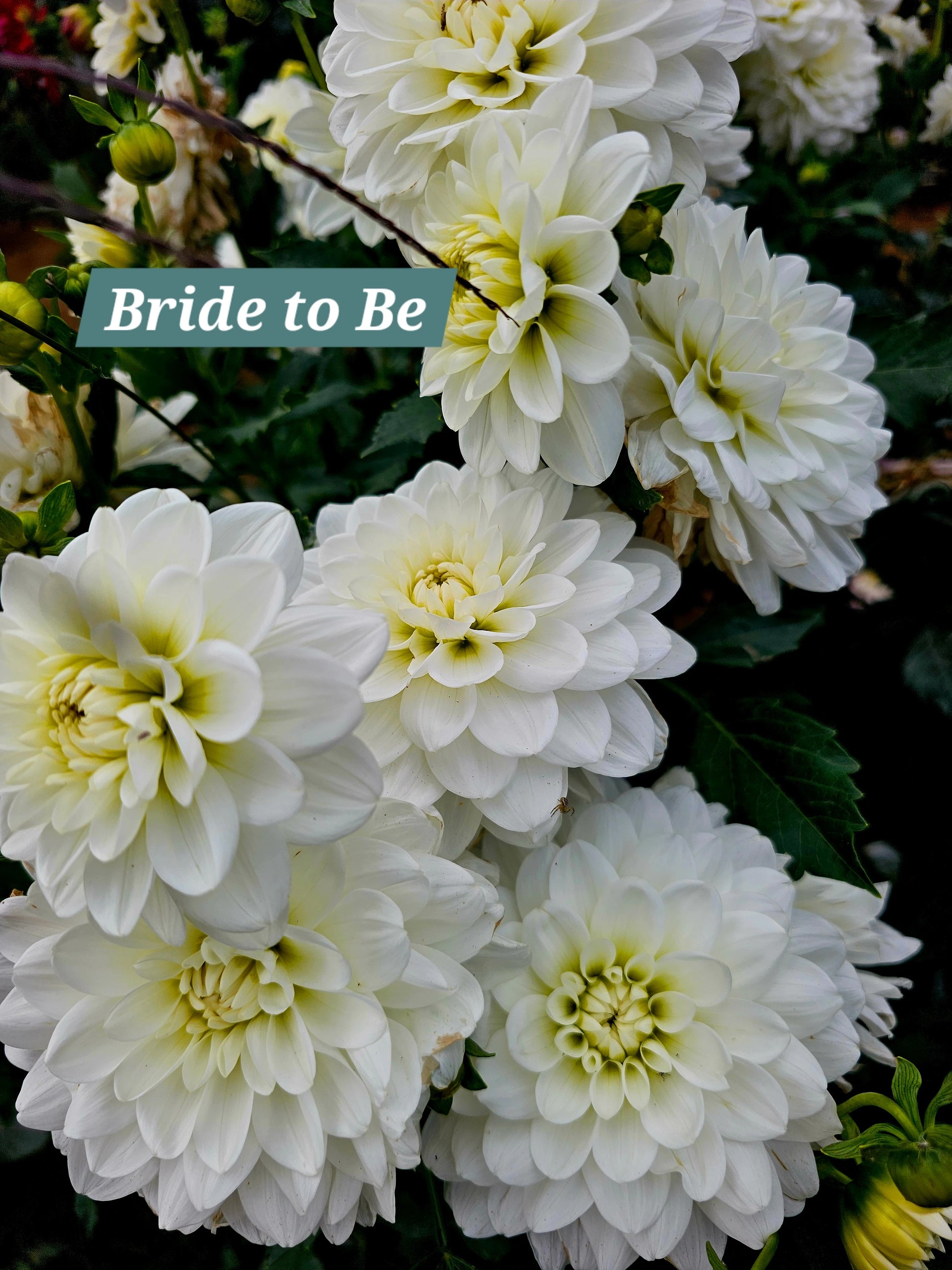 Bride to Be