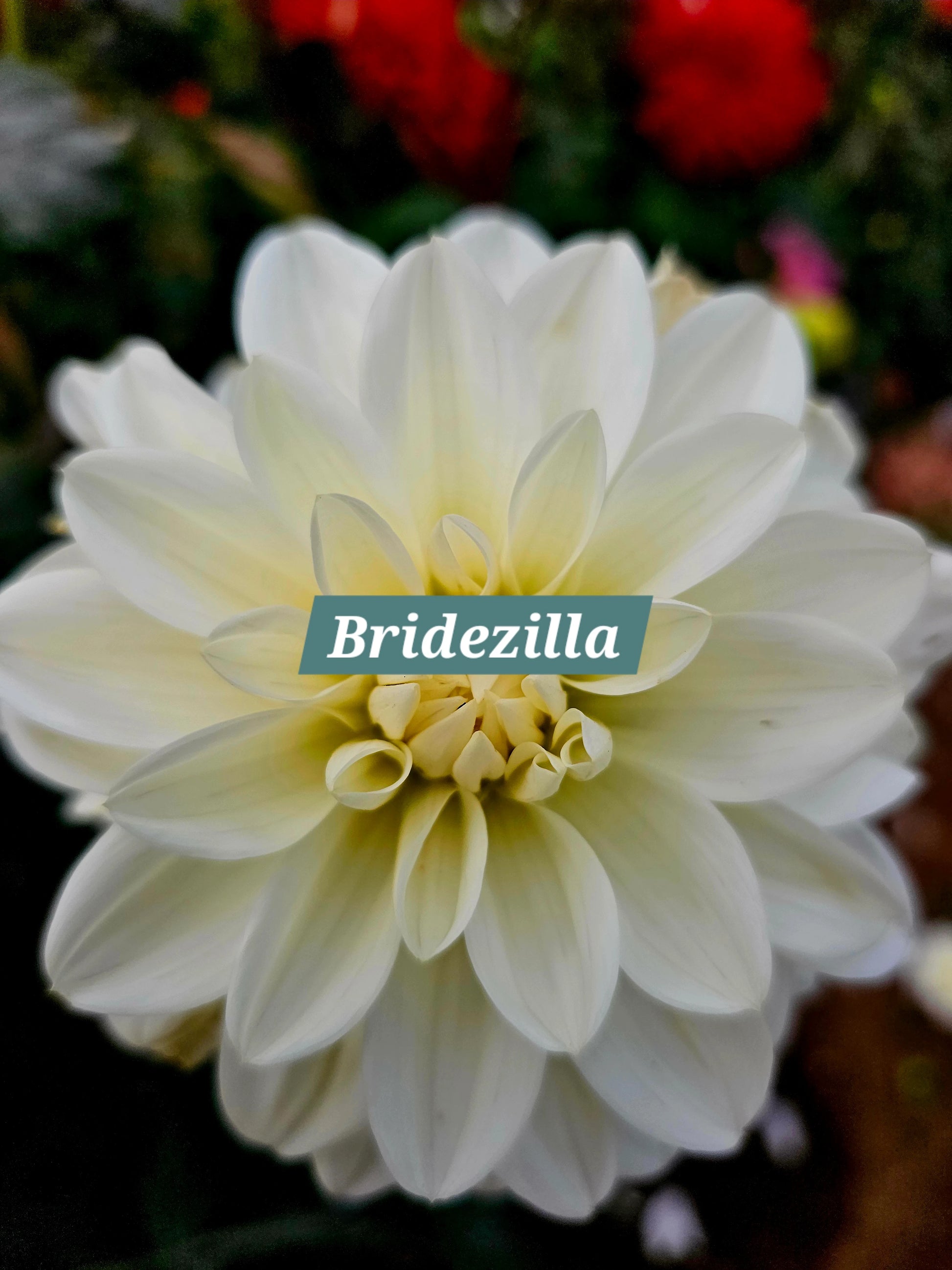 Bridezilla