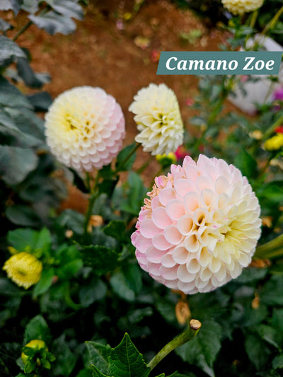 Camano Zoe
