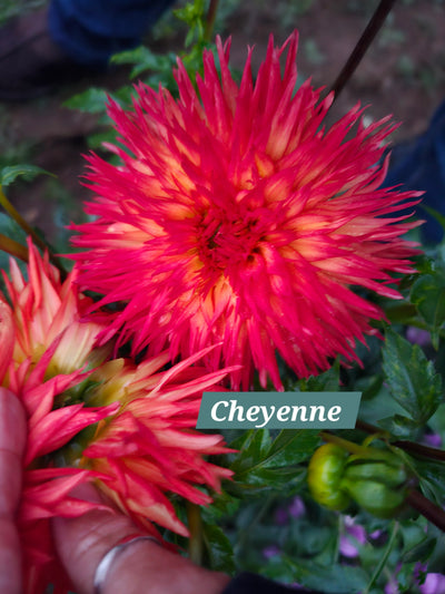 Cheyenne