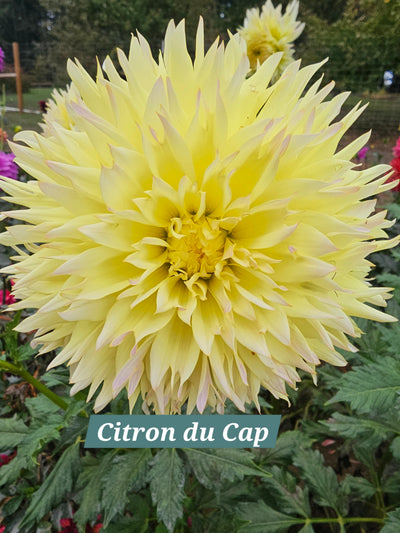 Citron Du Cap