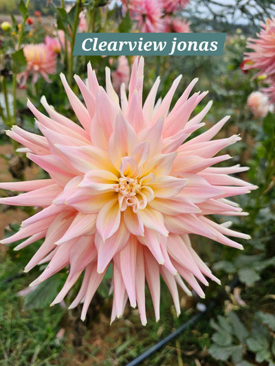 Clearview Jonas