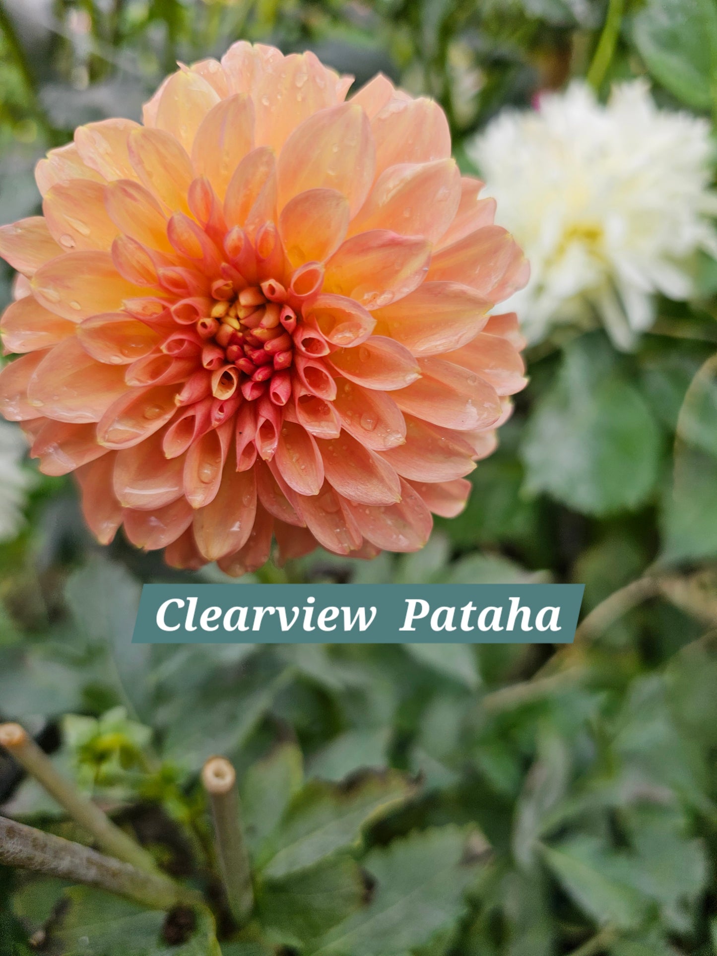 Clearview Pataha