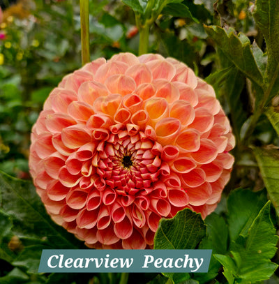 Clearview Peachy