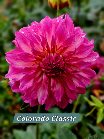 Colorado Classic