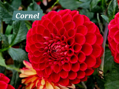 Cornel