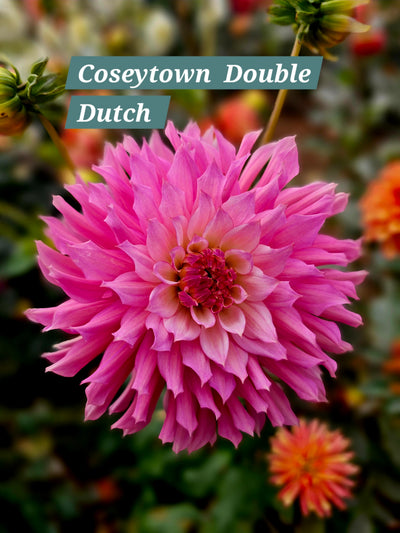 Coseytown Double Dutch
