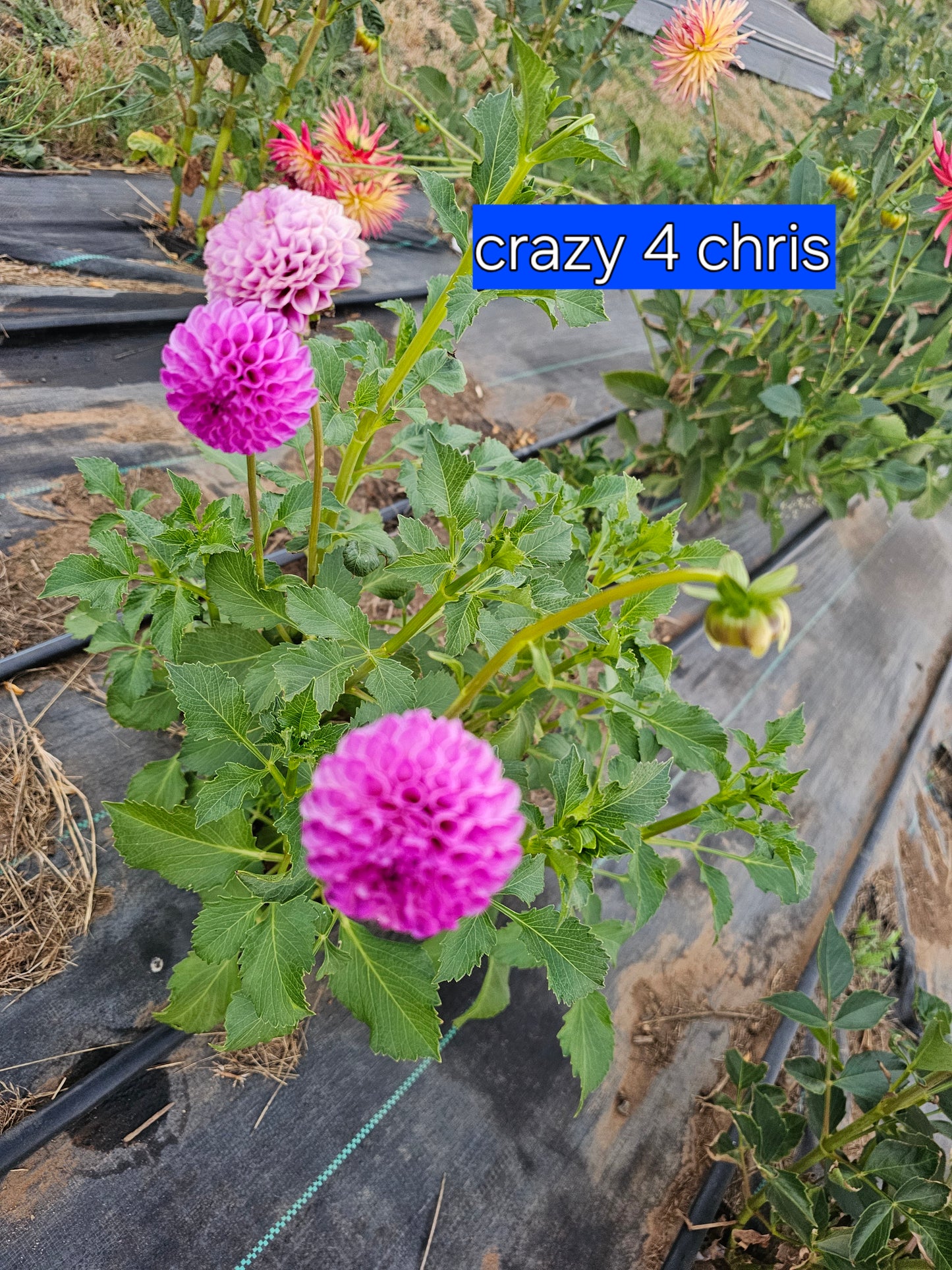 Crazy 4 Chris