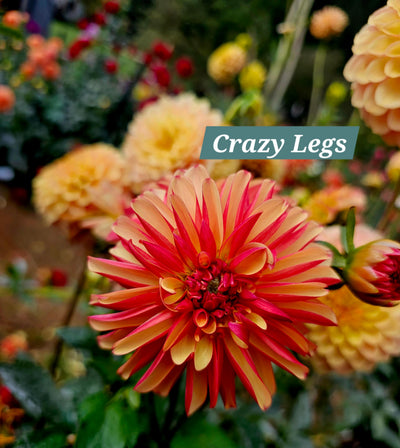 Crazy Legs