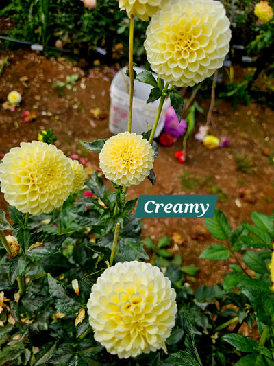 Creamy