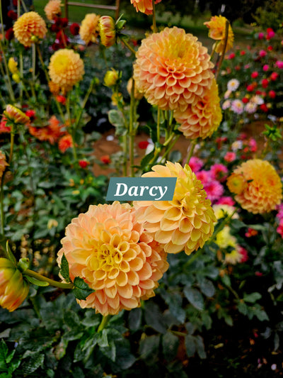 Darcy