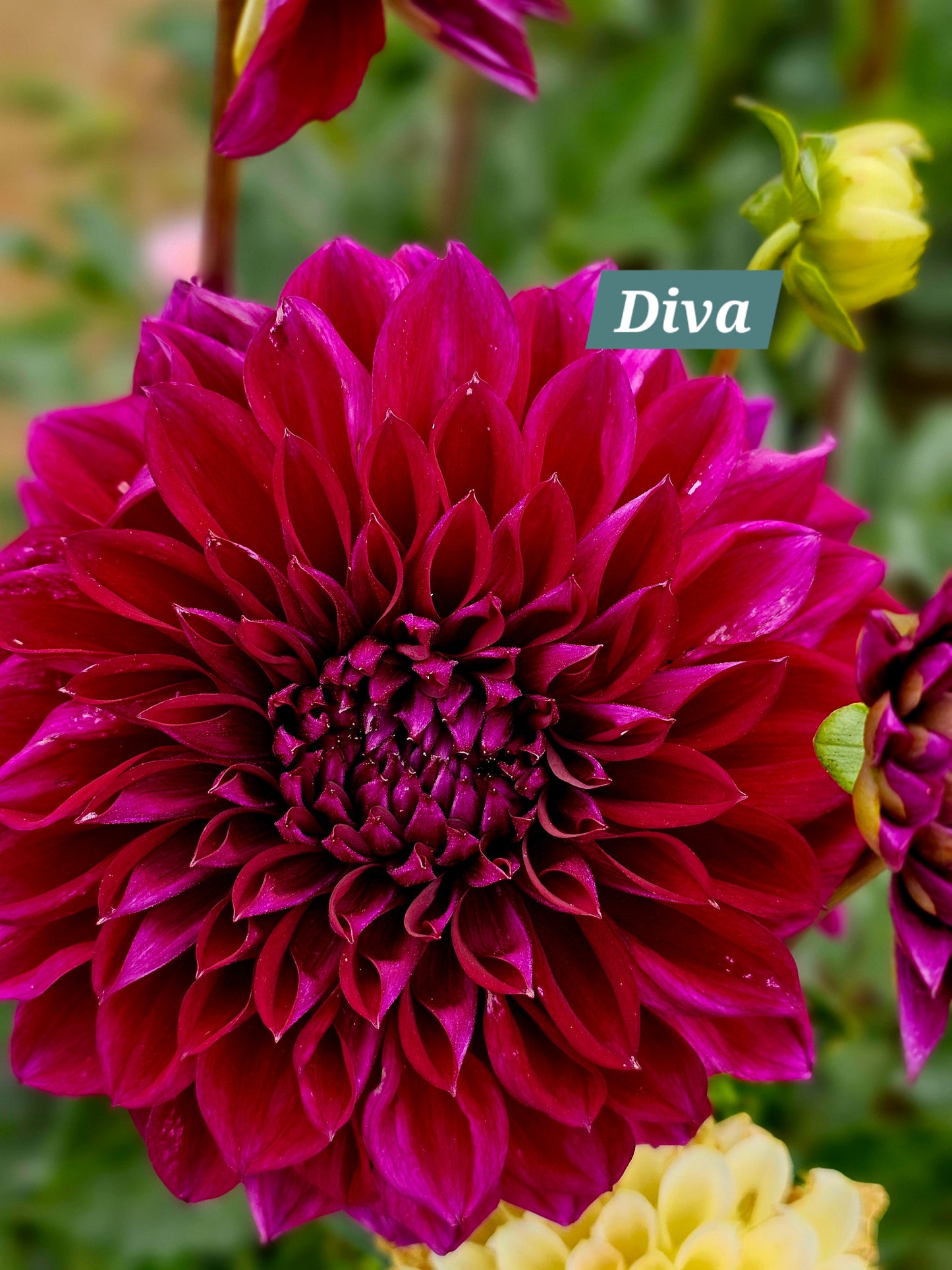 Diva