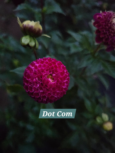 Dot Com