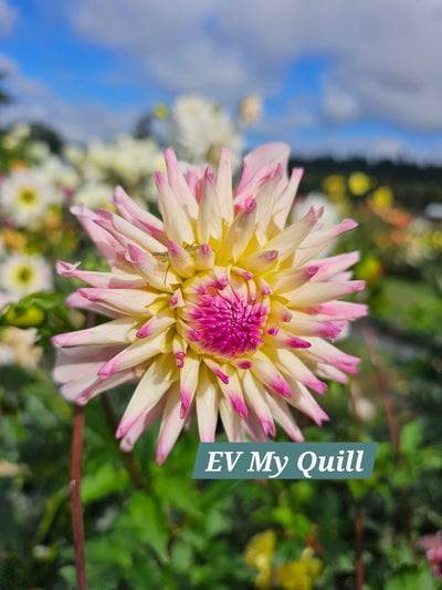 EV My Quill