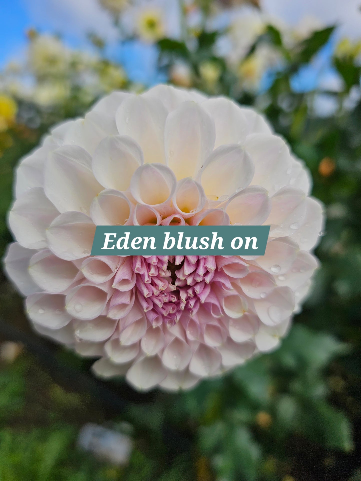 Eden Blush On