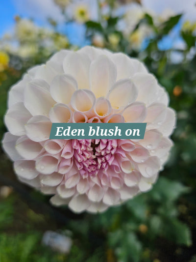 Eden Blush On