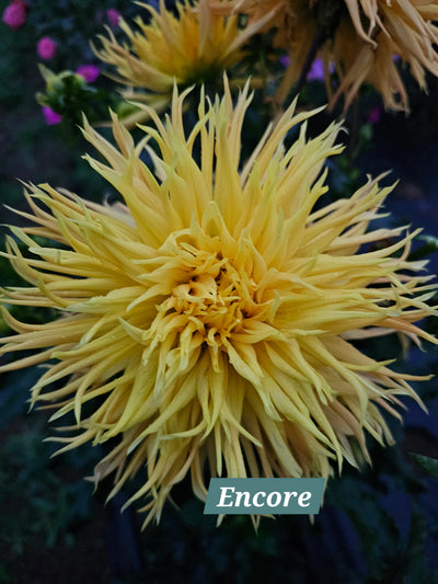 Encore
