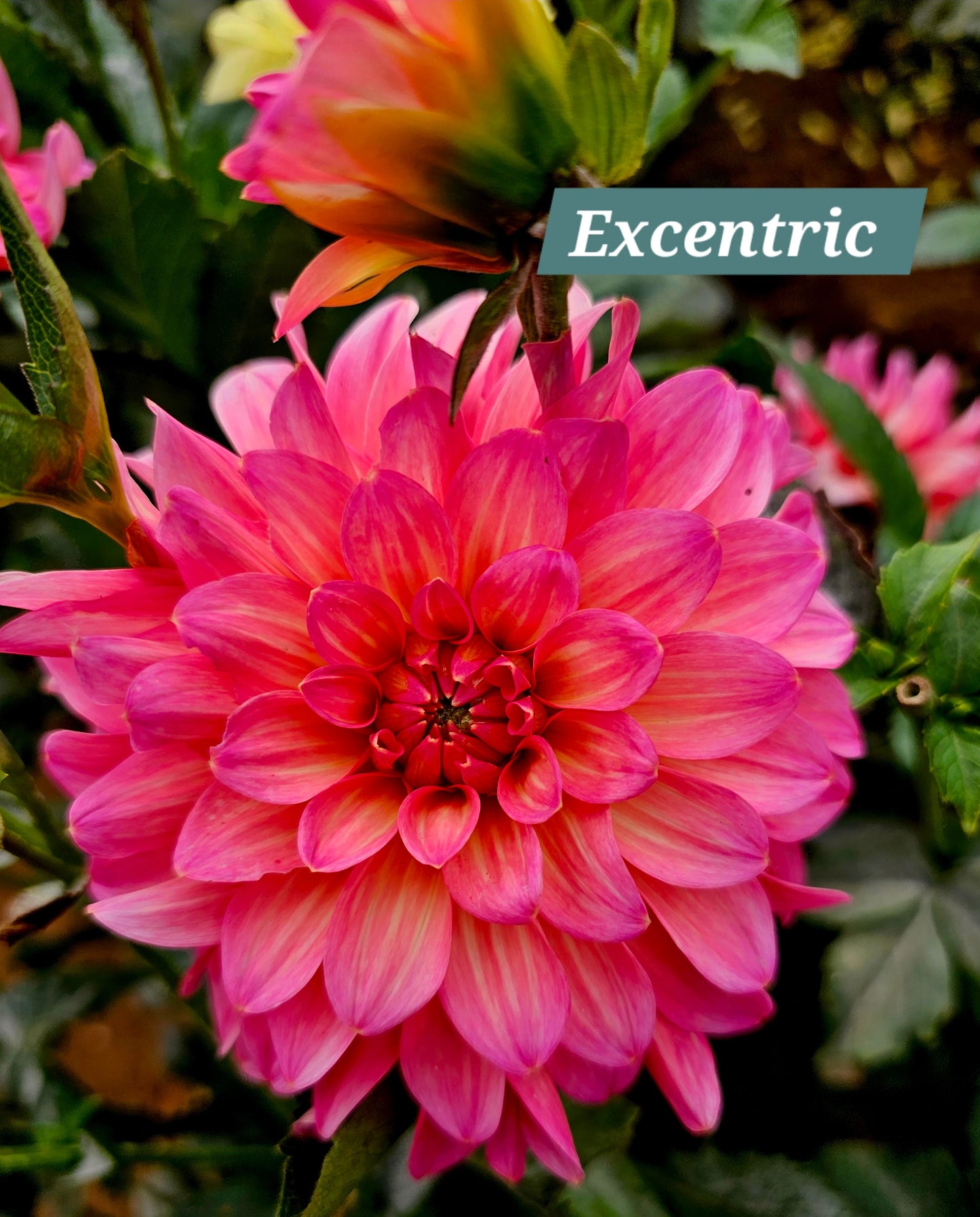 Excentric