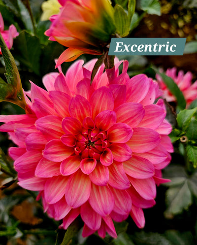 Excentric