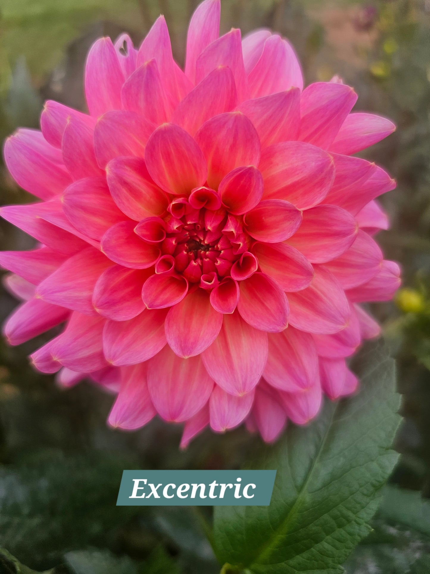 Excentric