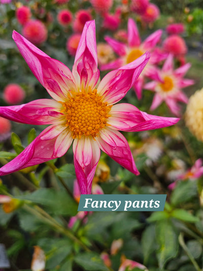 Fancy Pants