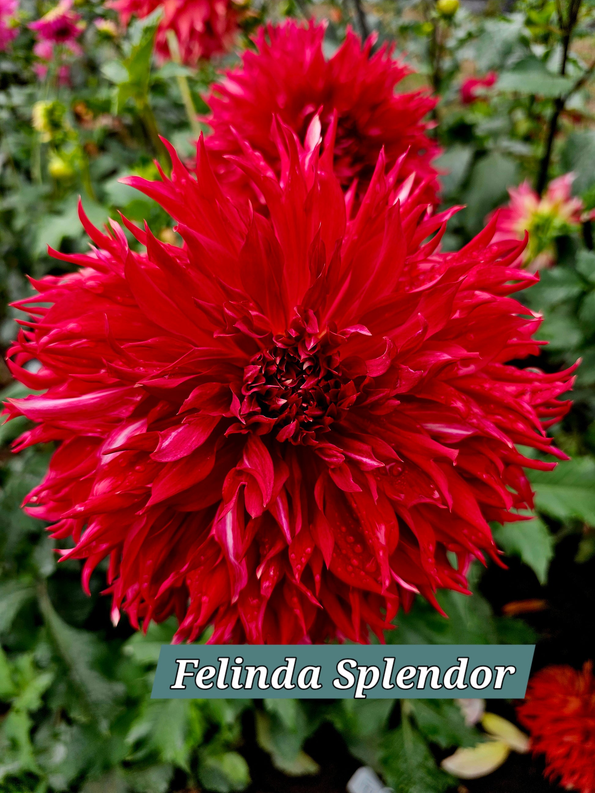 Felida Splendor
