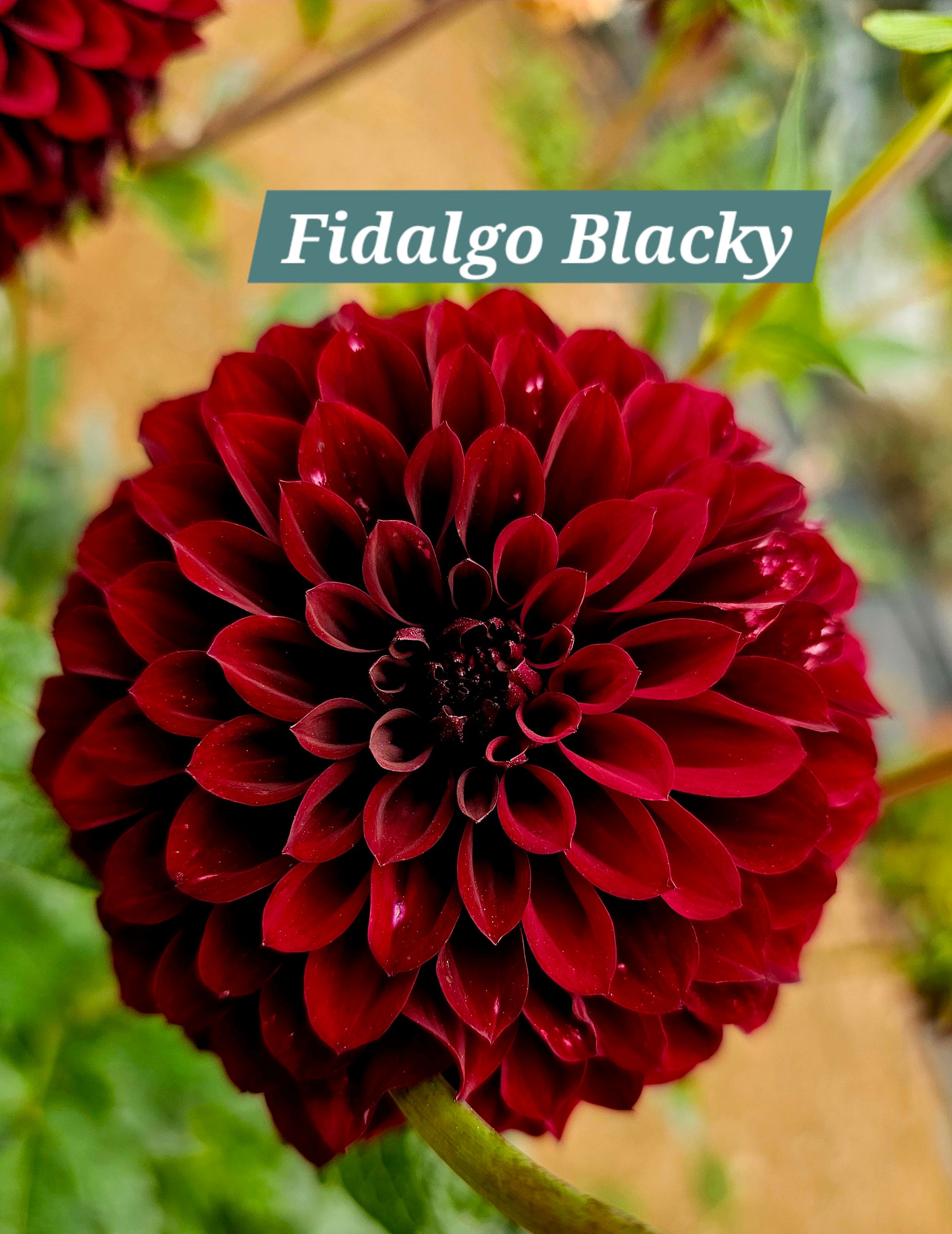 Fidalgo Blacky