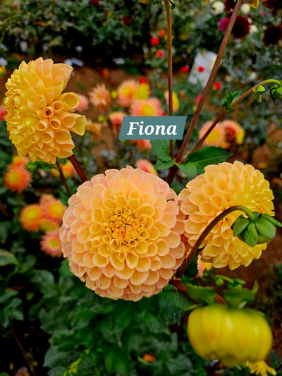 Fiona