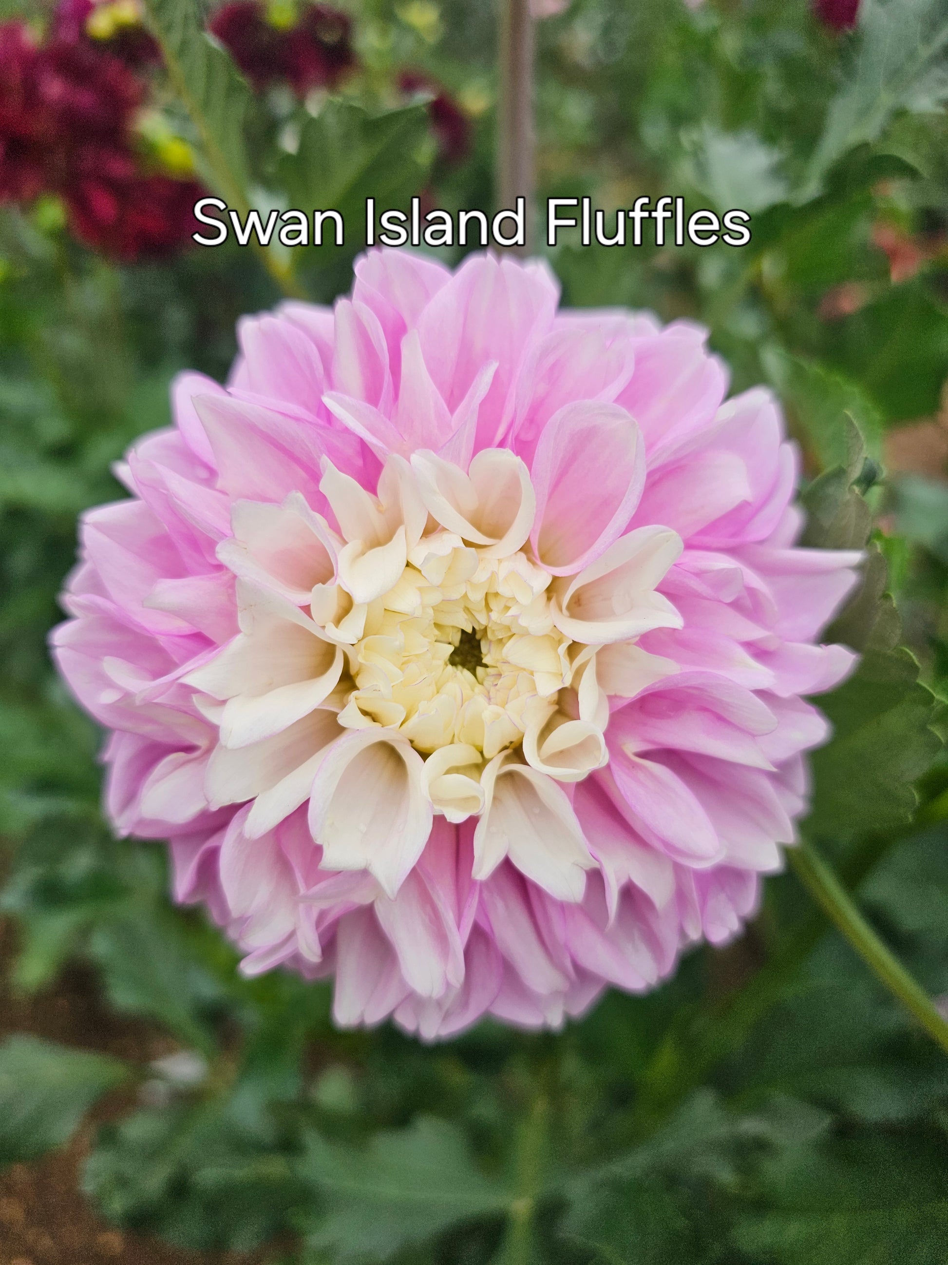Fluffles