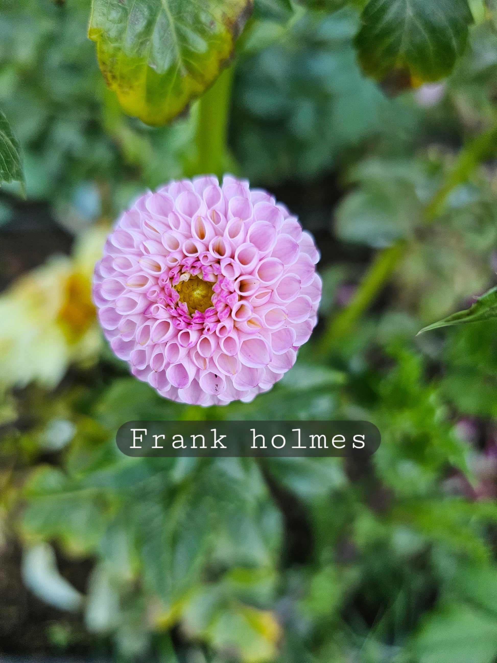 Frank Holmes