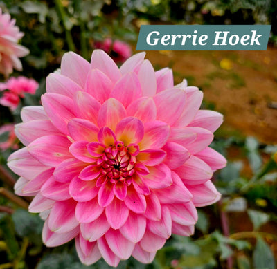 Gerrie Hoek