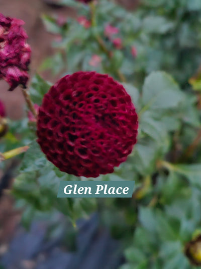 GlenPlace