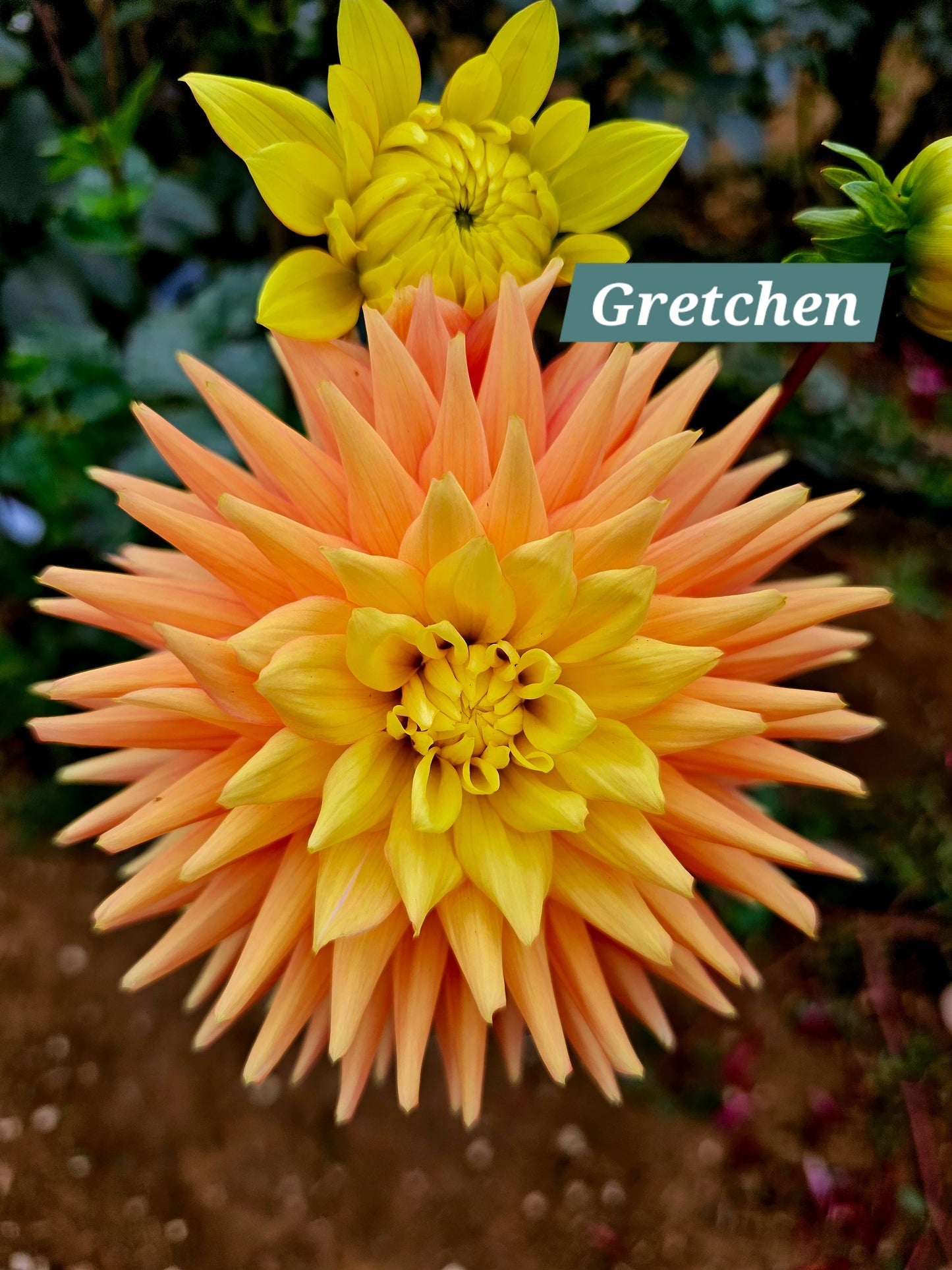 Gretchen