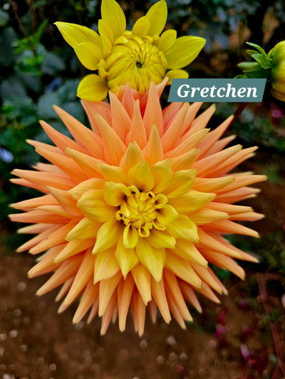 Gretchen