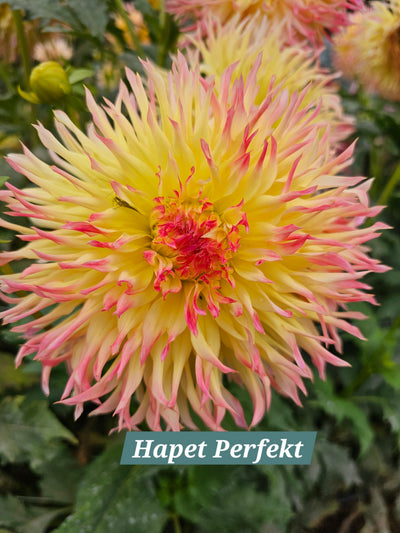 Hapet Perfekt