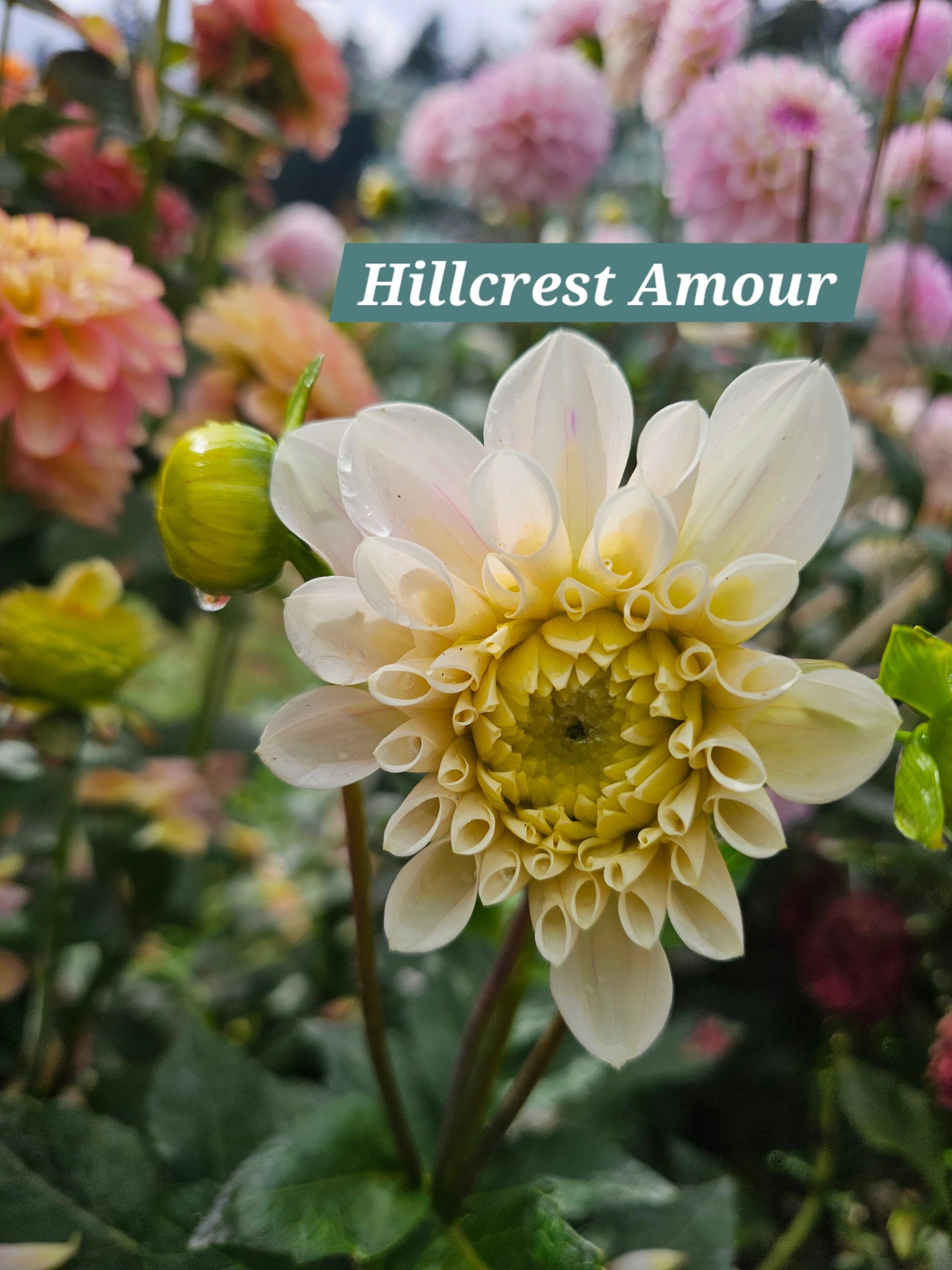 Hillcrest Amour