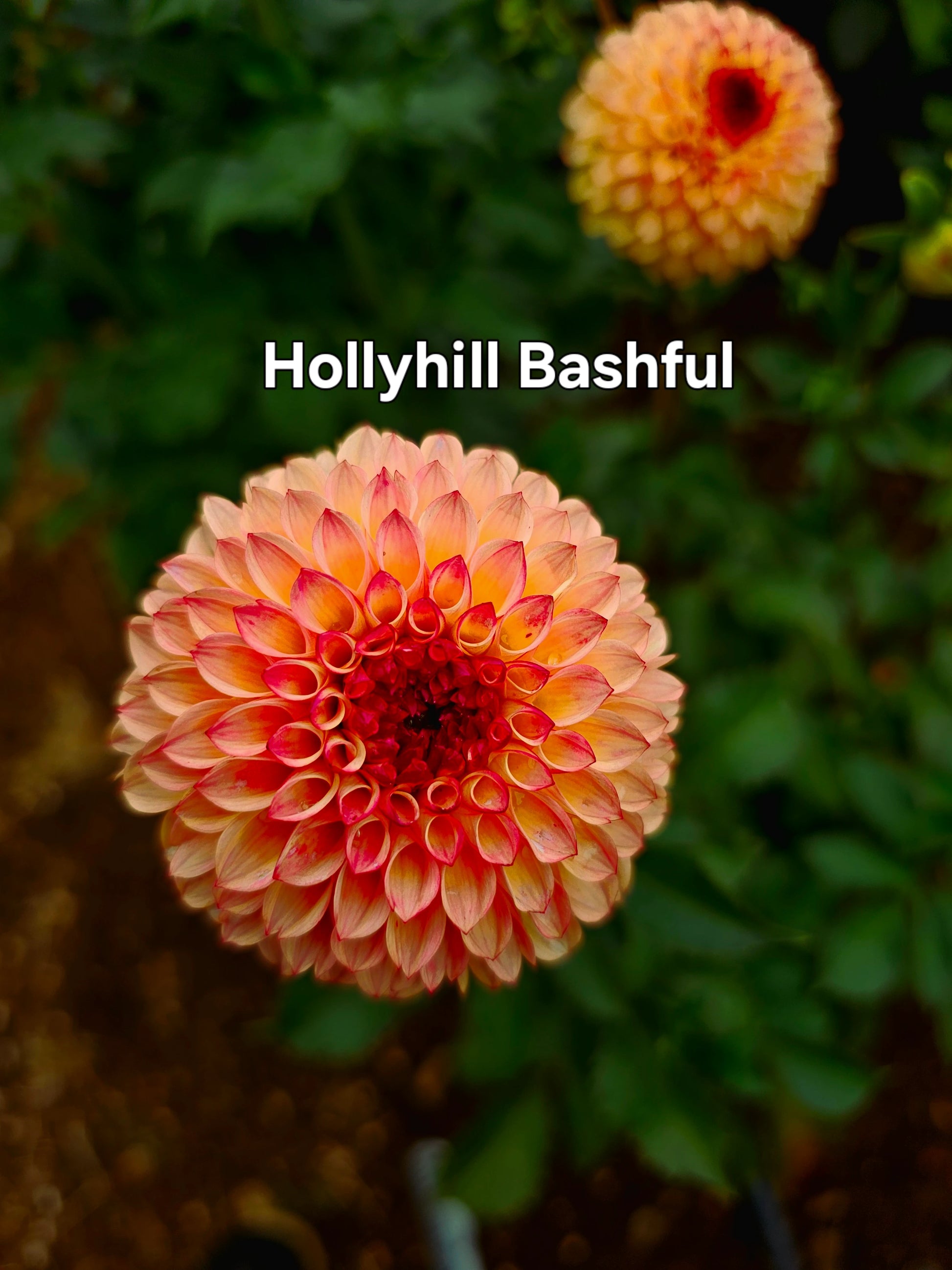Hollyhill Bashful