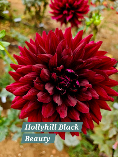 Hollyhill Black Beauty