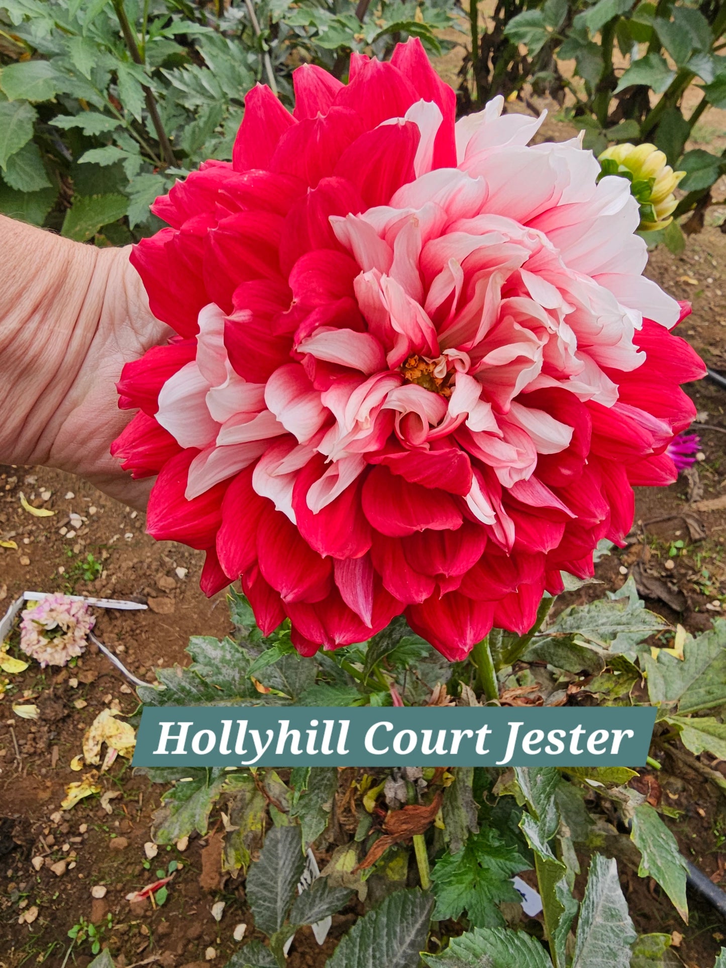 Hollyhill Court Jester
