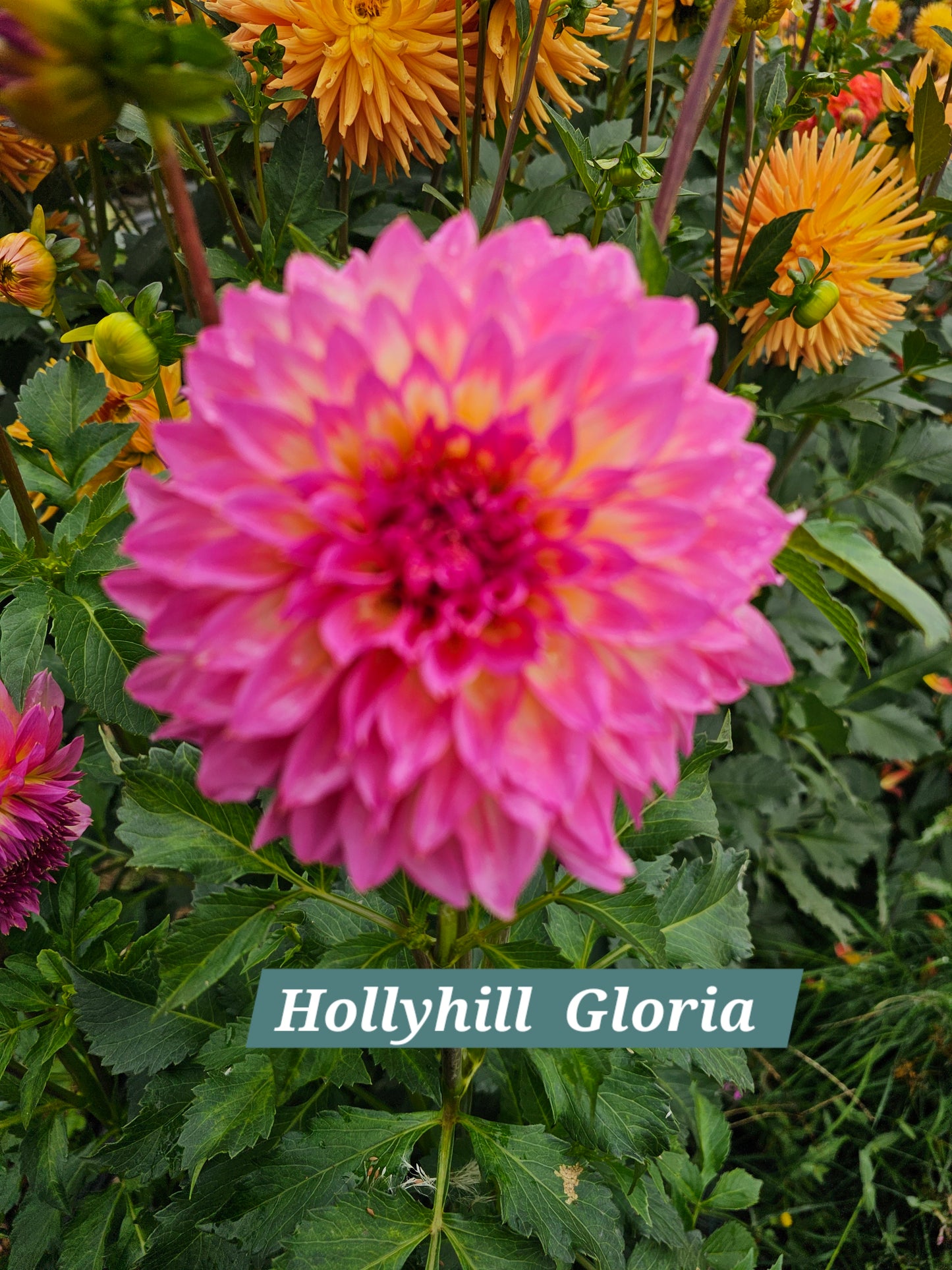 Hollyhill Gloria