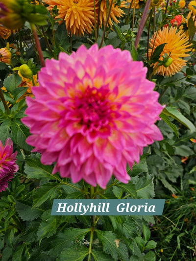 Hollyhill Gloria