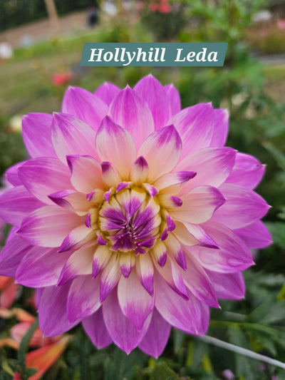Hollyhill Leda