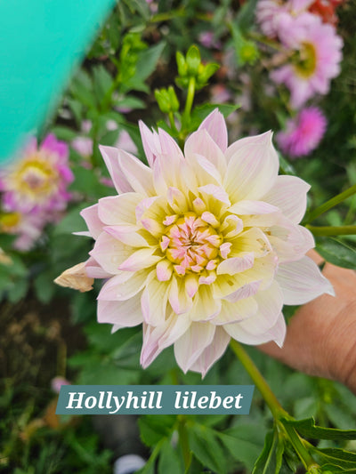 Hollyhill Lilibet