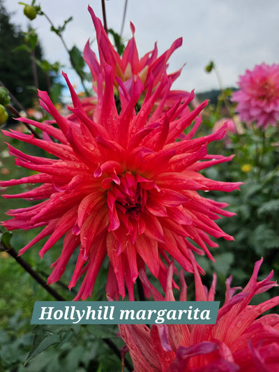 Hollyhill Margarita