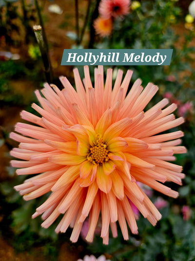 Hollyhill Melody