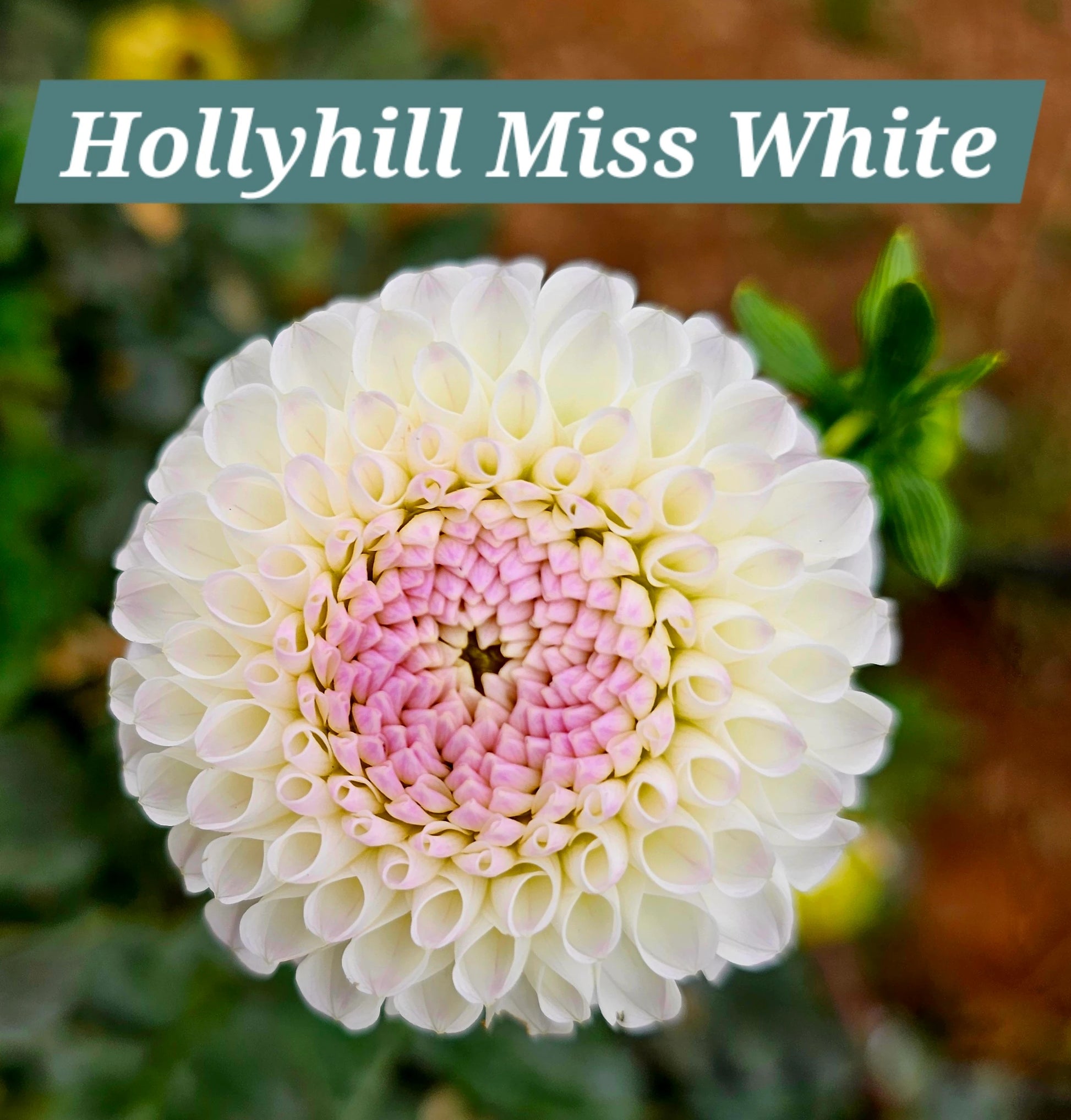 Hollyhill Miss White